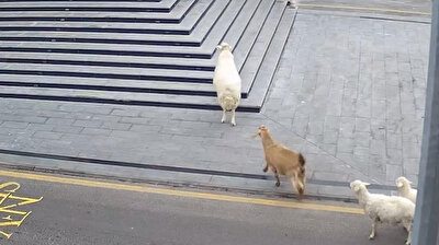 Ram, goat and sheep escape shepherd to terrorize municipality in Turkey