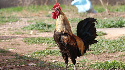 Rooster gets overexcited to greet morning, faints after crowing without pause