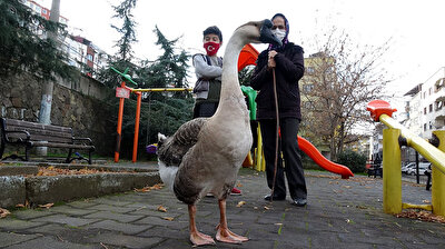 Turkish woman forms unusual friendship with goose