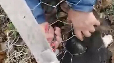 Animal lover rescues puppy stuck in fence wire in Turkey