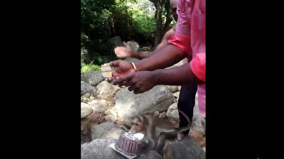 Greedy monkey steals birthday cake for own pleasure