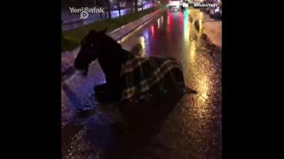 Injured horse waits in pain for help after being hit by minibus in Turkey