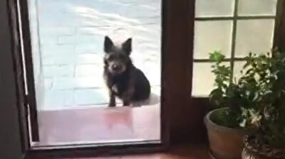 Father dog leads Chinese woman to puppies, begging for help