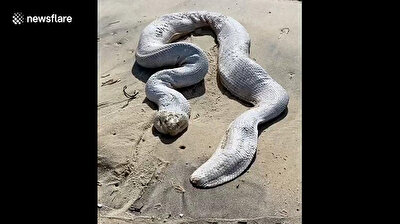 Man carries venomous sea snake from Australian beach to ocean