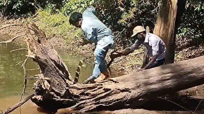 Gigantic cobra attacks Indian snake rescuer in frightening footage