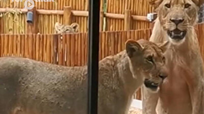 Lions break into house to sunbathe, freaking out couple