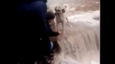 Benevolent Turkish men rescue dog stuck in dam