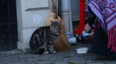 Compassionate Turkish woman buys milk for hungry street cat
