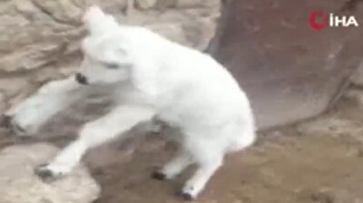 Lamb born with six legs in Turkey