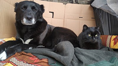 Cat and dog taking shelter together from freezing cold in Turkey