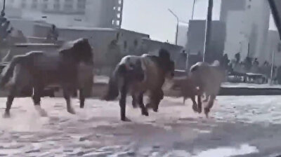 History and technology merge as horses gallop beside cars in Mongolia