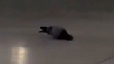 Subhanallah! Mecca pilgrims left stunned by what this 'devout pigeon' did near Kaaba