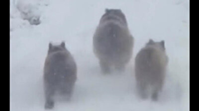 Mother bear and cubs emerge from hibernation in Turkey