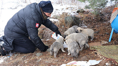 Every day, Turkish man walks 5 km to feed shivering, hungry puppies