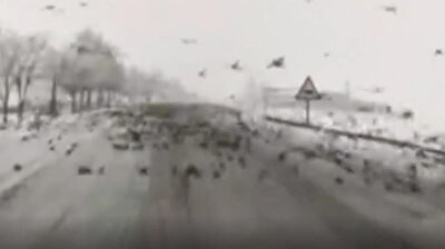 Apocalyptic video shows colony of thousands of birds descending onto roads in Turkey