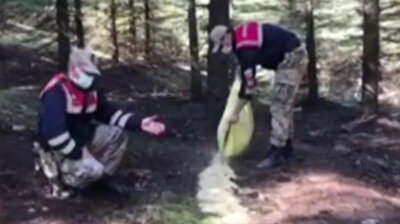 dangerous mutt mangles kills stray cat