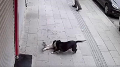 dangerous mutt mangles kills stray cat