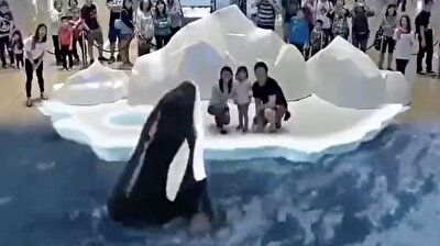 Fearless family brushes shoulders with killer Orca whales in 5D animation