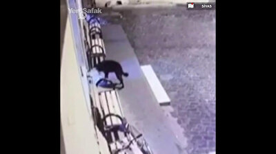 Paws up! Adorable thief caught stealing shoes outside mosque in Turkey