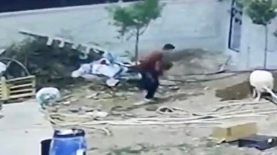 مطادرة مضحكة.. خاروف يطارد شابًّا قدم له طعامًا