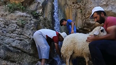 راعي تركي ينعش أغنامه بمياه الشلالات الباردة