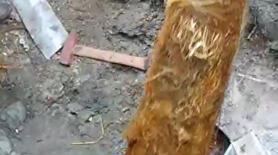 مشهد مذهل.. خروج جذر شجرة توت بطول 6 أمتار من أنبوب مياه!