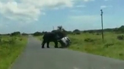 فيل ضخم يهاجم أسرة داخل سيارتها بشراسة في جنوب إفريقيا