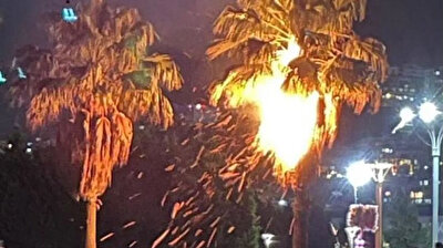 شاهد.. شمعة الأمنيات تتسبب بحريق شجرة