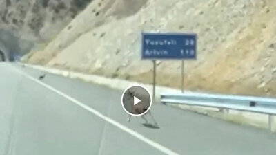 شاهد.. بعض صغار الماعز الجبلي تلعب في الطريق العام