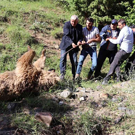 Erzurumda kan donduran olay: Ayı çobana saldırdı, ikisi de öldü