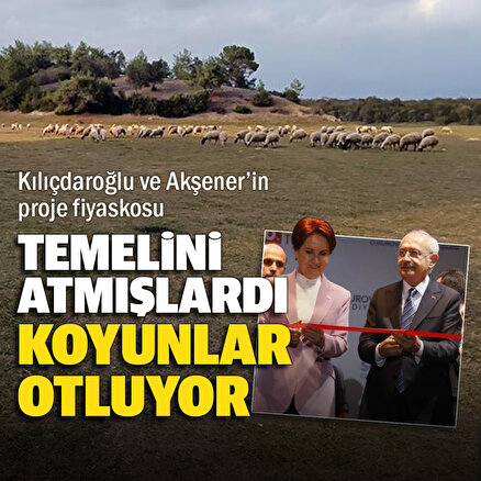 Adanada Kılıçdaroğlu ve Akşenerin temel attığı proje alanı koyunlara kaldı