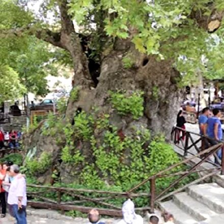 Hataydaki 3 bin yıllık Musa Ağacına yoğun ilgi