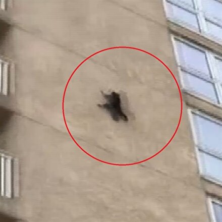 Rakun 9uncu kattan atladı, yoluna devam etti