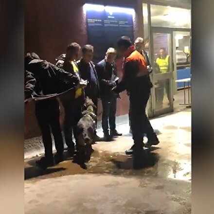 Barcelona-Fenerbahçe maçında Türk taraftarı köpeklerle aradılar!