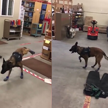 Kar botu giyen K-9 köpeğinin yürüme mücadelesi