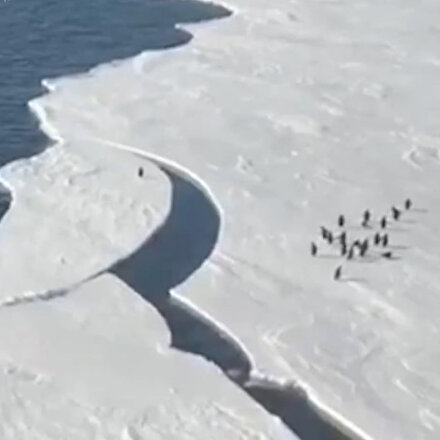 Penguenin, ailesine kavuşmak için saniyelerle yarışı kamerada