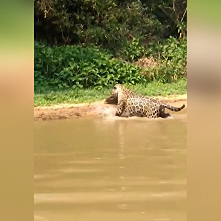 Jaguar timsahı suyun içinde avladı