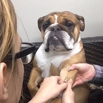 İğne yapılırken aşırı sakin olan köpek