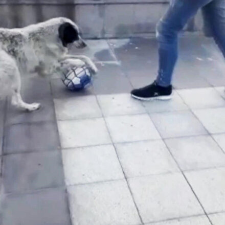 Futbolcu köpek sosyal medyada büyük ilgi gördü