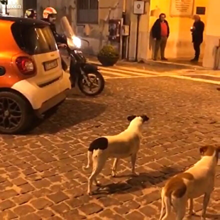 Motosiklete kafayı takan köpekler