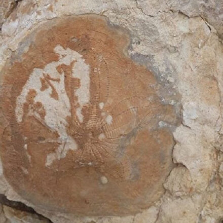Kahramanmaraşta 35 milyon yıllık fosil bulundu
