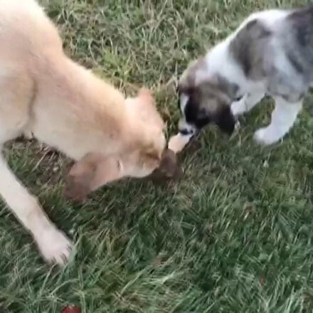 Köpeklerin dondurma keyfi