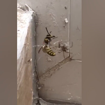 Örümcekle eşek arısının nefes kesen mücadelesi