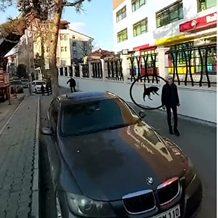 Ağaçta mahsur kalan kedi çocuğun üzerine atladı