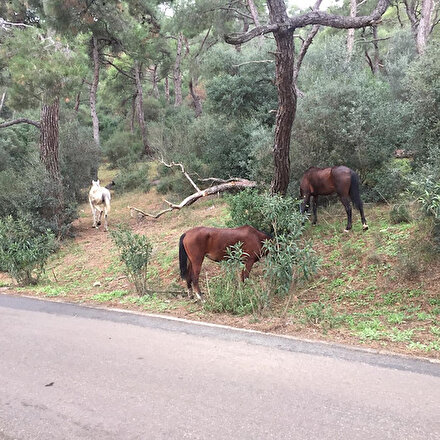 Büyükadada ormanlık alanda başıboş atlar görüntülendi