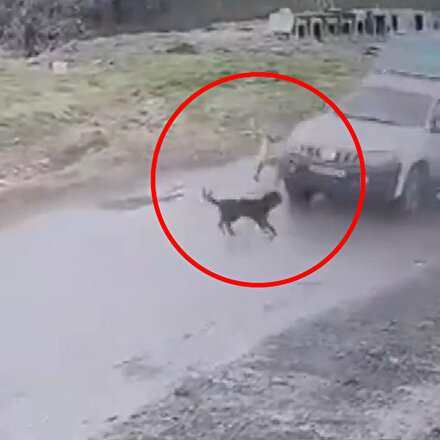 Belediye çalışanının köpeği ezdiği anlar kamerada