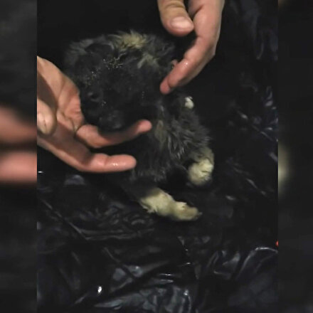 Soğuktan donan köpeği kalp masajı ile hayata döndürdüler