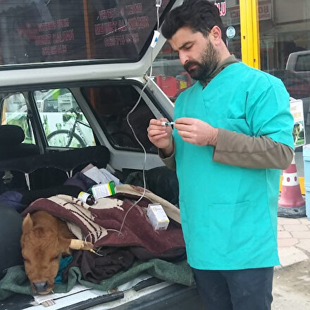 Hasta buzağıya otomobilin bagajında serum takıldı