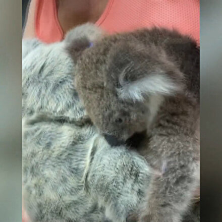 Öksüz koala, oyuncak ayıyı annesi zannetti