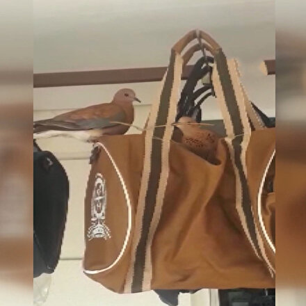 Kuşlar dükkanın önünde asılı duran satılık çantanın üzerine yuva yaptı